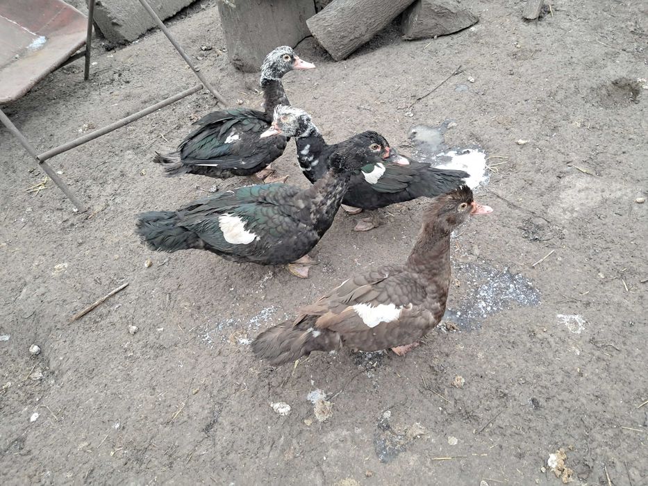 Продам   качок  шипунів