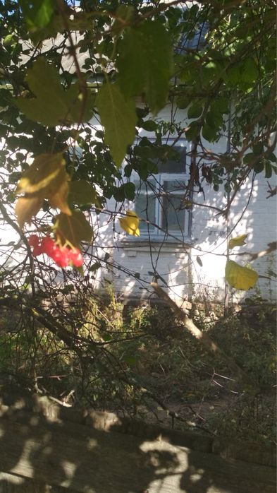 Продається будинок з великою ділянкою в мальовничому селі Чернігівщини