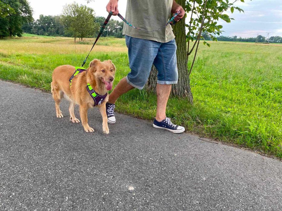 AMBER cudna, nieśmiała suczka szuka swojego domu adopcja