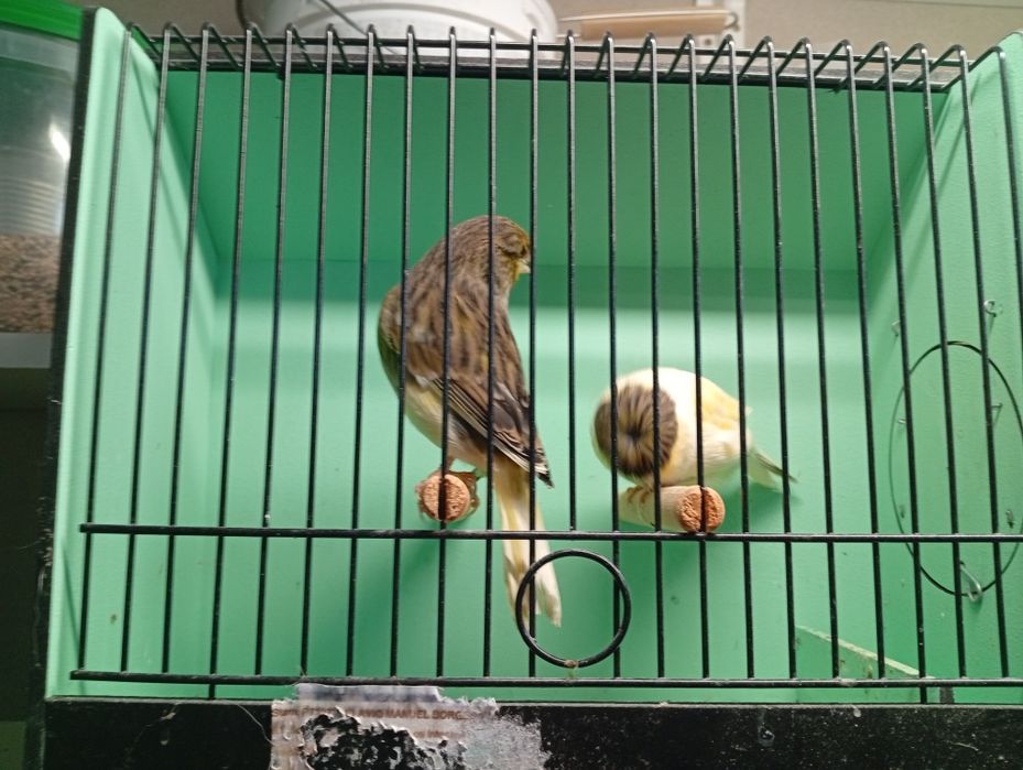 Canários gloster 2025