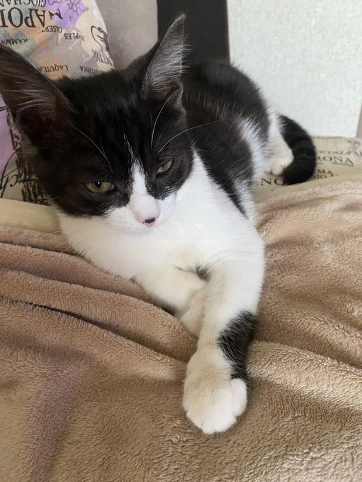 В хорошие руки котик