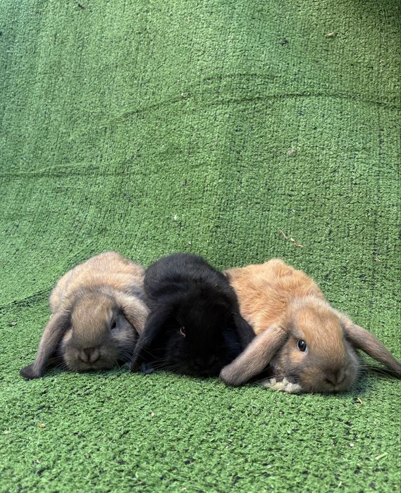 Vendo coelhos orelhudos Holland Lop muito dóceis e saudáveis