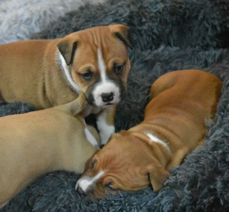 American Staffordshire Terrier piesek, New York