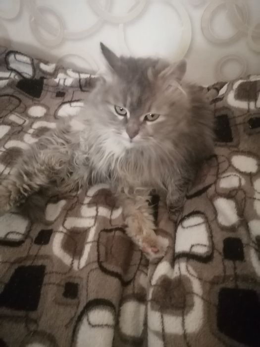 Отдам кошку в добрые руки