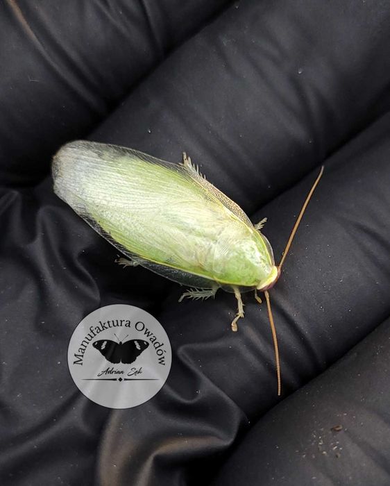 Karaczan zielony - Panchlora nivea 30/50szt