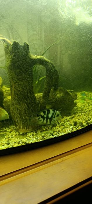 Акваріум  з кришкою 70 літрів.