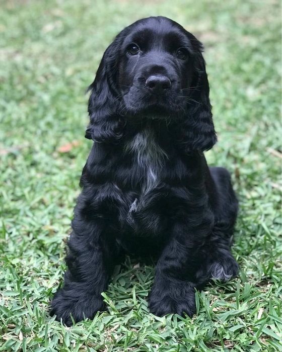 Dogwalking e estadia familiar