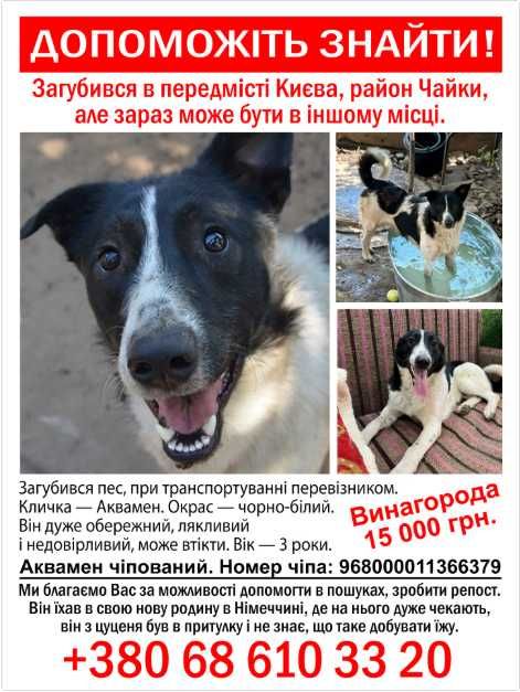 Пропала собака Аквамен! Район Чайки, Київська обл. Винагорода 15 000