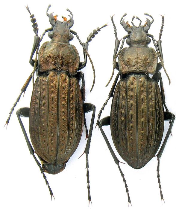 Турун Менергеймі коллекция насекомые комахи, жуки, ентомологія