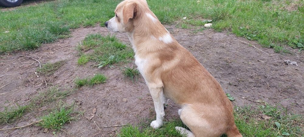 SIMBA - mały  1,5 roczny szuka domu!