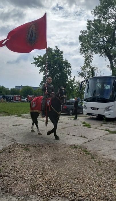 Koń 5-letni na sprzedaż