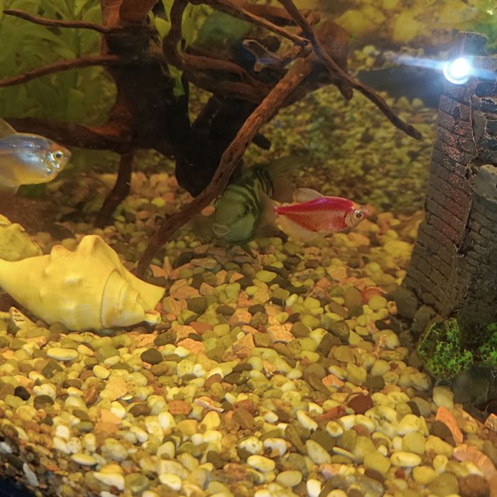 Аквариум 120 л совсем необходимым