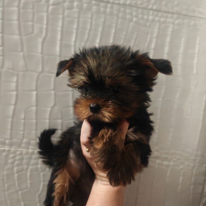 Yorkshire terrier mini 3 mies rodowód chip Ruda Śląska • OLX.pl