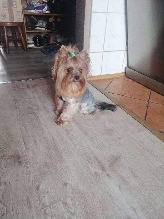 York mały reproduktor krycie