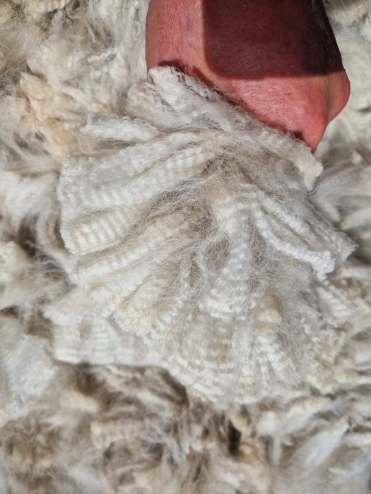 Runo z Alpak, Wełna, baby alpaka, oczyszczone