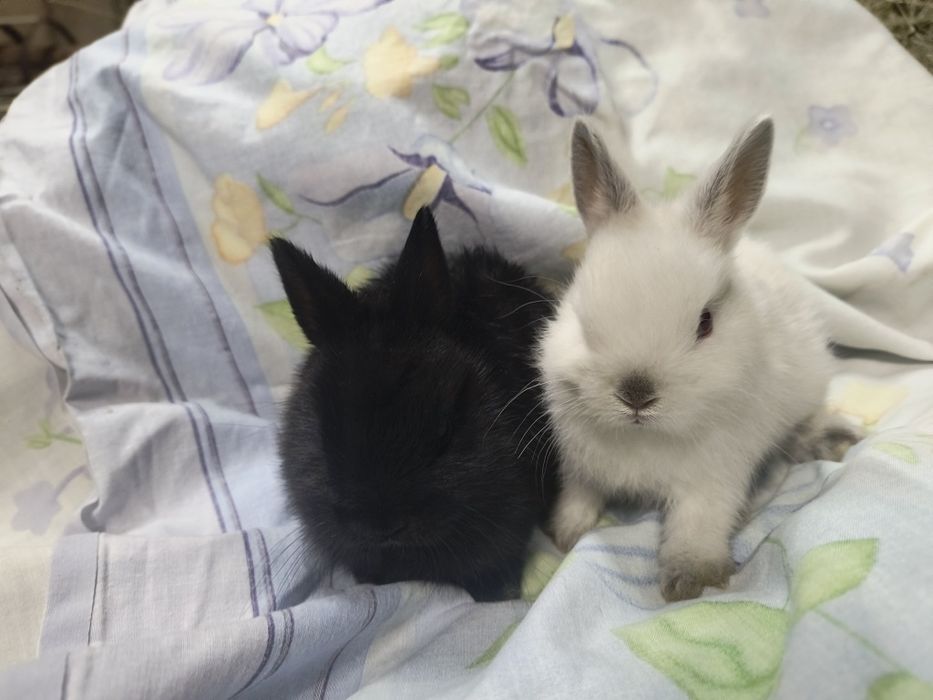Кролики Карликовие и Мини