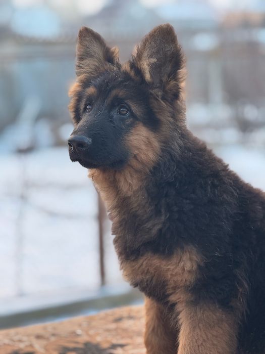 Щенки немецкой овчарки