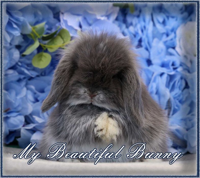 Młody Króliczek 100% Mini Lop - Blue Otter