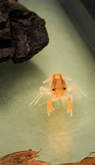 Rak  Orange CPO Cambarellus Patzcuarensis