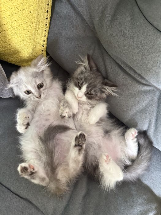 Кошенята,в добрі руки