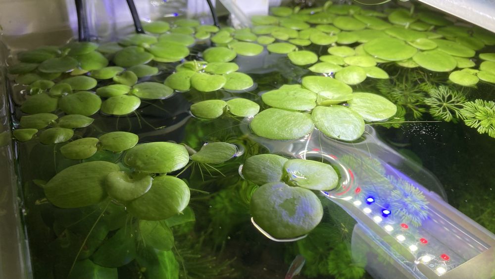 Limnobium laevigatum