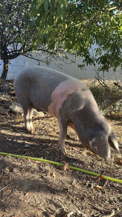 Vendo porco BISARO com 9 meses