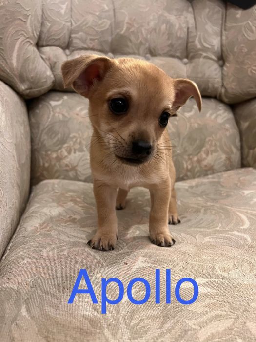 6 Bebés para Adoção Responsável