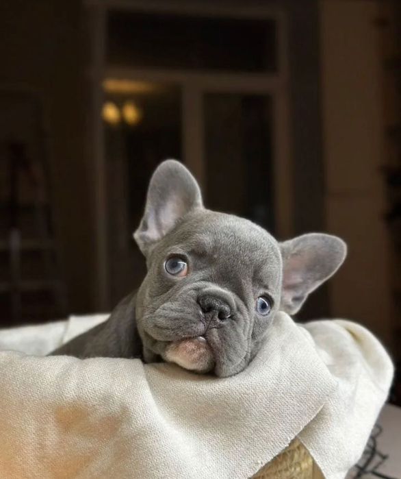 Собачка французький бульдог