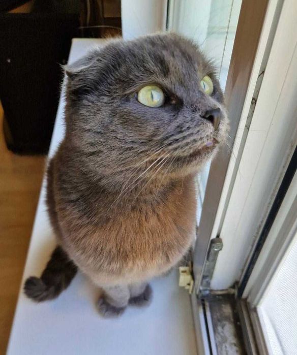 Шотландская вислоушка кошечка Мася ищет свою семью!