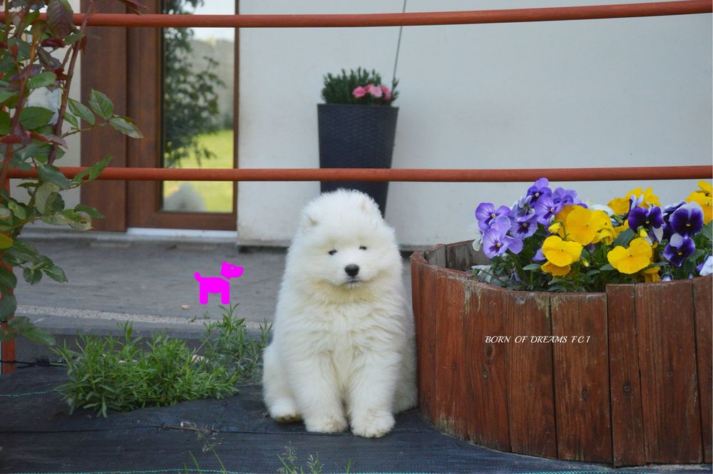 Samoyed/ Samojed ZKwP/FCI * już do odbioru*
