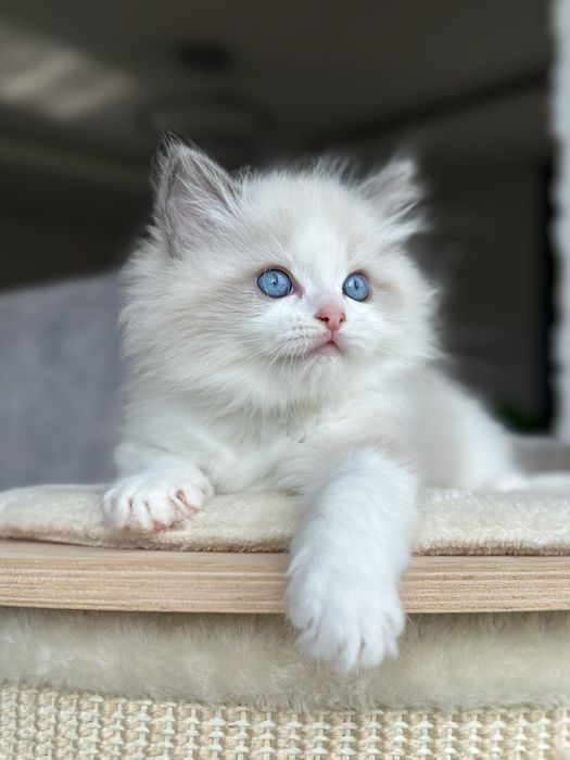 Kocurek ragdoll hodowlano wystawowy FPL