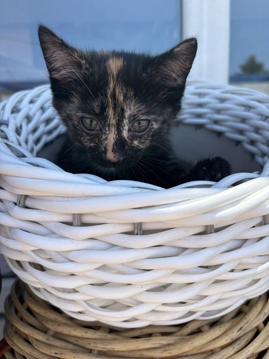 Котята 2- місячні