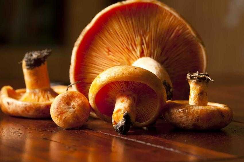 Rydze marynowane, solone ,kiszone