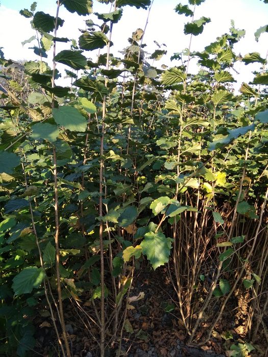 Саджанцi фундука.