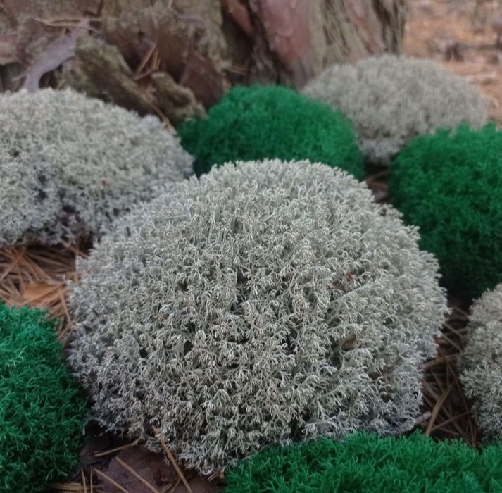 Лісовий мох живий. Кочковий.Ягель