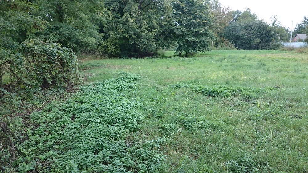 Земельный участок в пос. Линовица Прилукского р-на Черниговской обл.