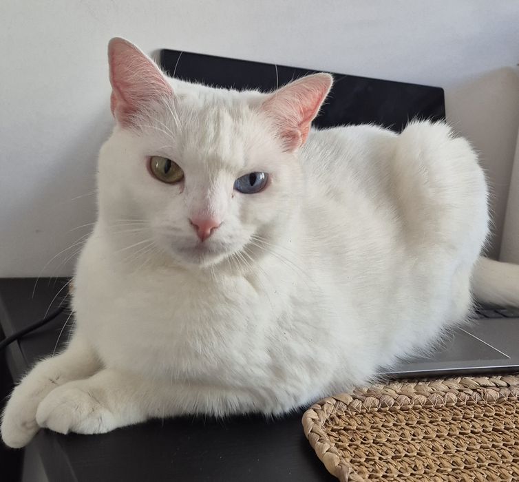 Zginął kot, biały z niebieskim okiem