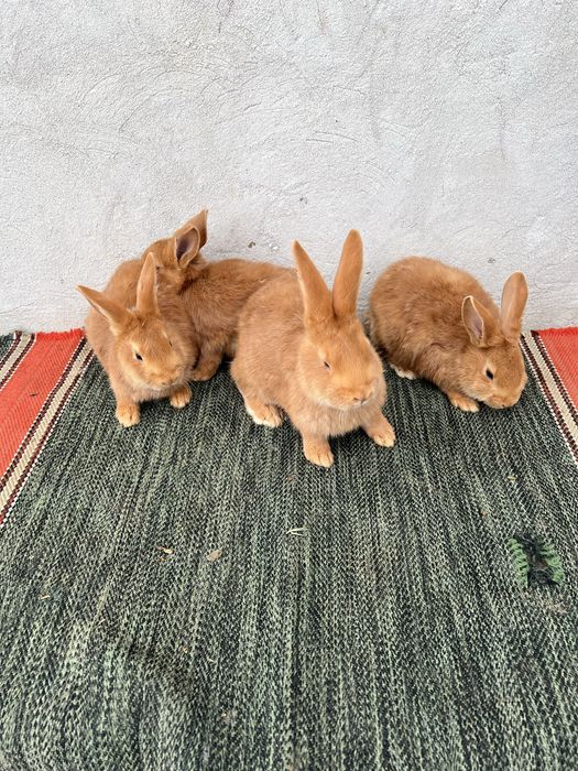 Продам кролі боргунці.