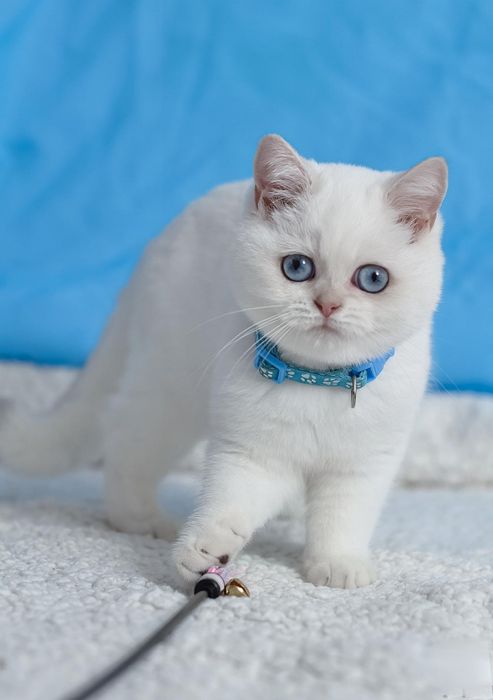 Британські кошенята шншила поінт