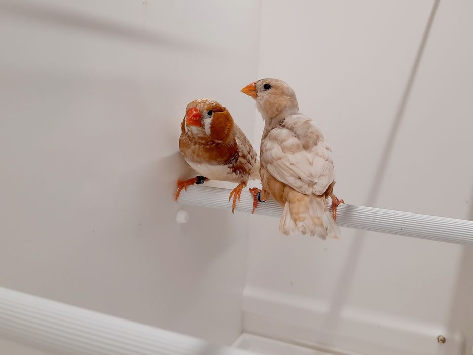 Zeberki zeberka Rudopierśne