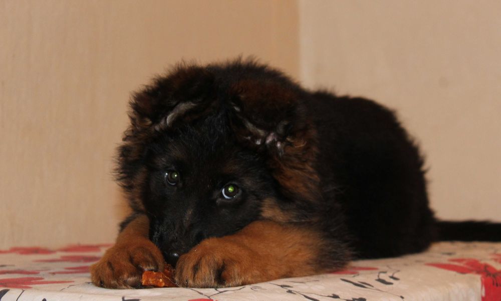 Гарні Дівчата Німецької  Вівчарки