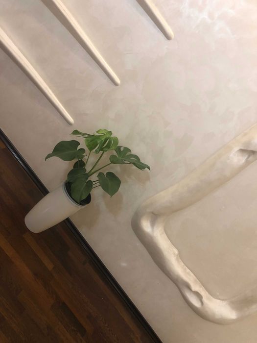 Монстера комнатное растение домашние растения