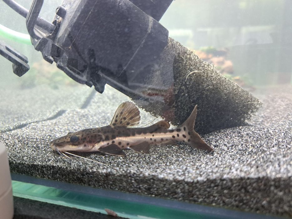 Sum jaguar  P.  hemioliopterus - x - P.  fasciatum