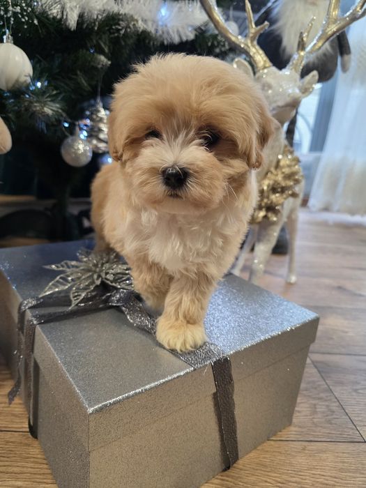 Maltipoo maleńka urocza sunieczka po mini rodzicach.