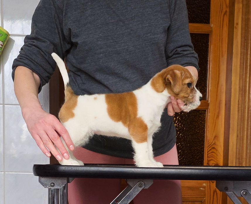 Лялькова дівчинка Джек Рассел тер'єра. (2 міс.)