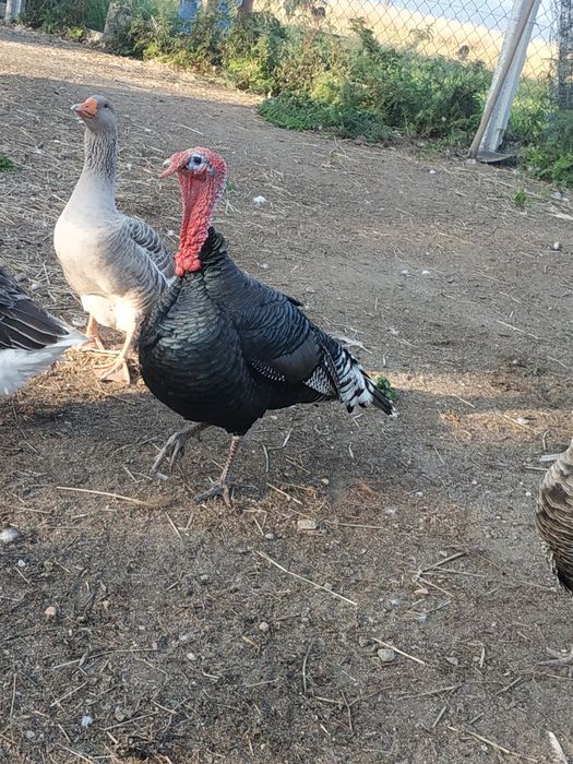 Perus e peruas para venda