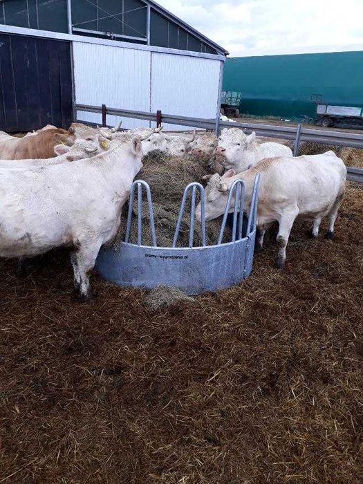 Pasnik 12 stanowiskowy dla bydła dla koni, karmnik, kosz do bele