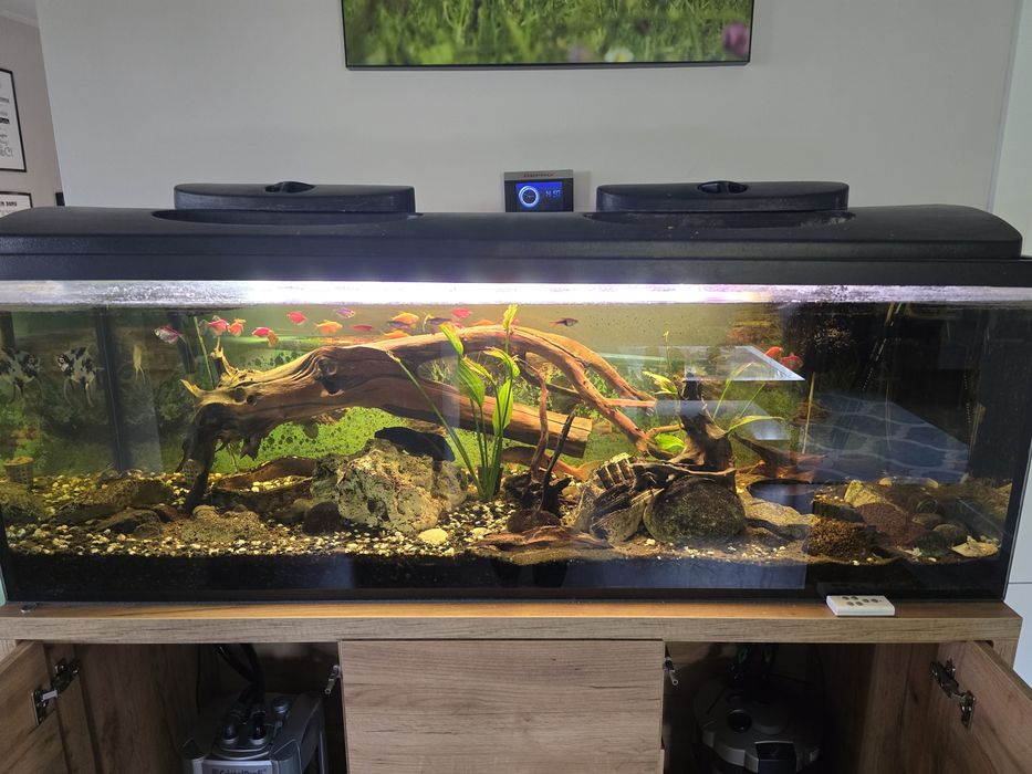 Akwarium z wyposażeniem