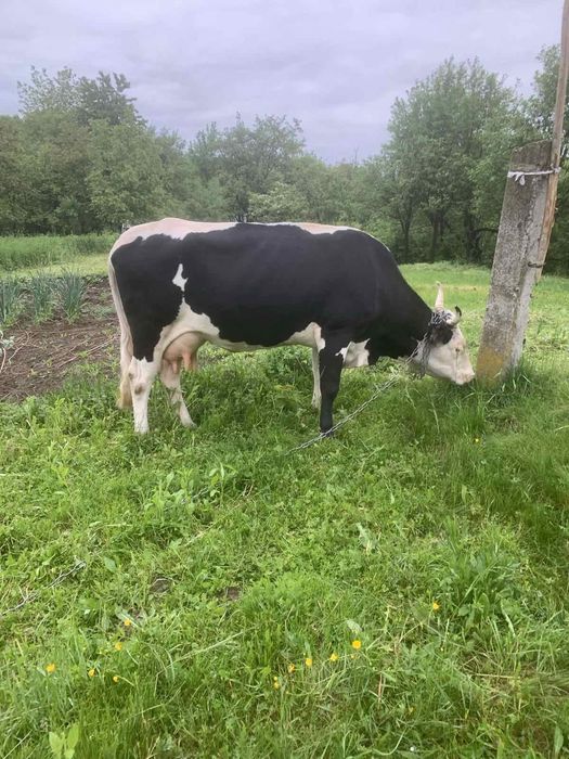 Продається корова