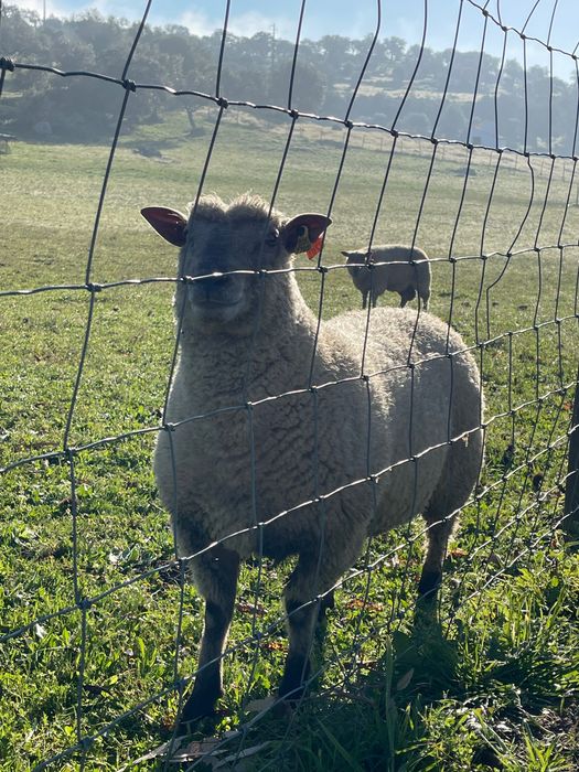 Carneiros,  Mouton Vendéen.